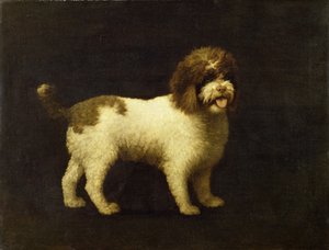 Spaniel wodny, 1769